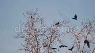 鸟群秋天从一棵树上起飞，一群乌鸦黑鸟干树。 天空中的鸟鸦